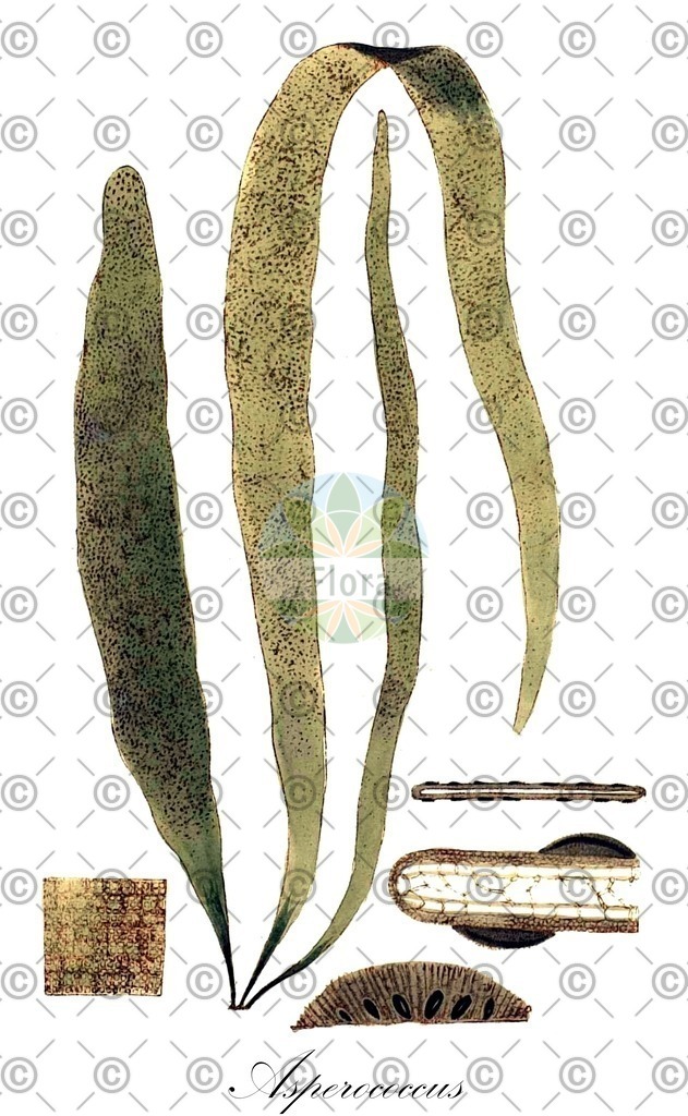 HistAbb_7NPVN_3_ENZY_Simple | Historische Abbildung von Asperococcus - Chordariaceae (0) | Historical Illustration of Asperococcus - Chordariaceae (0)