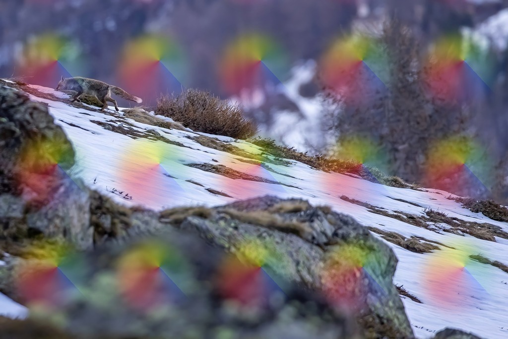 1M5A7446 | FineArtPrint, Hahnemühle, FeeGalerie, Fee Galerie, Fotokunst, Fotografie, Canonphotography, Bergfoto, Matterhorn, Rimpfischhorn, Allalinhorn, Saas-Fee, Wallis, Valais, Switzerland, Bergfotografie