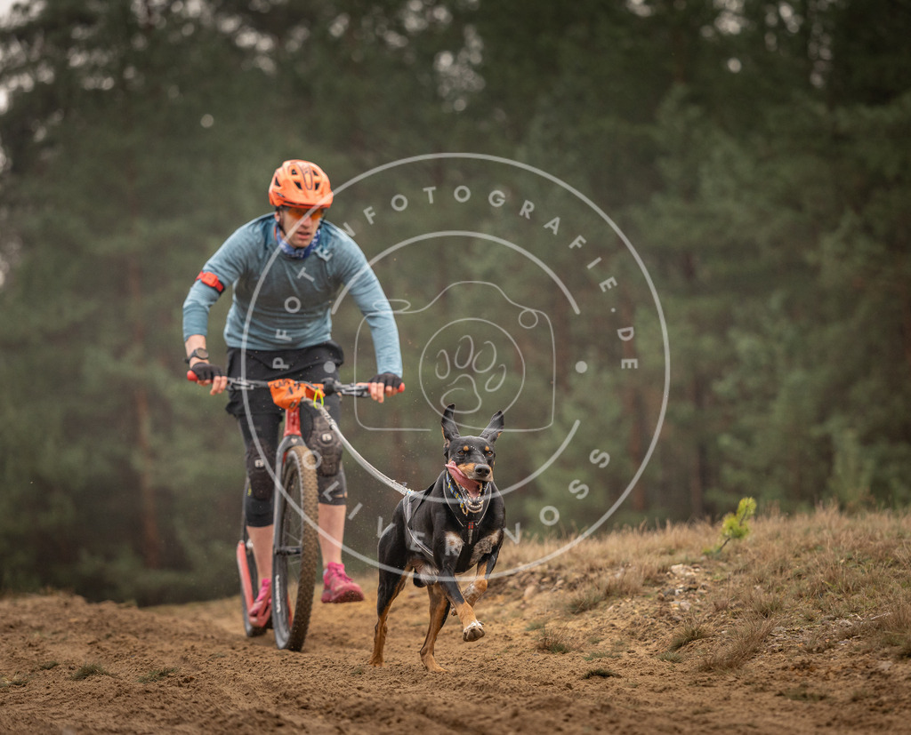 Pfotenfotografie_DV3A4921 | Hundefotografie, Tierfotograf, Pfotenfotografie, Fotoshooting Hund, Hunde Portrait, Hundesport, Hundeportraits, Heideshooting, Hunde, Sportfotograf, Hundefotograf, Turnierhundsport, THS,  - Realisiert mit Pictrs.com