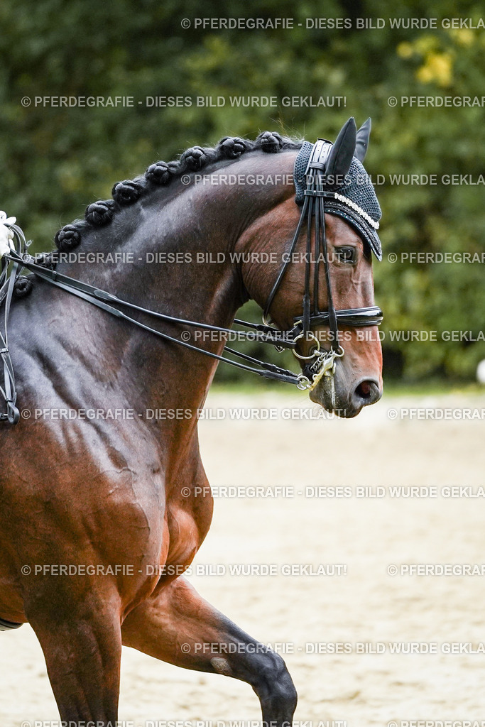 DSC06363 | Pferdegrafie