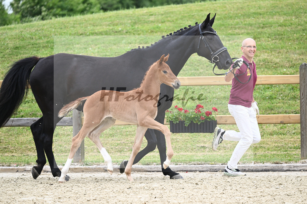 Kat-Nr. 41 HF DSP Va Bene_Lechl_17230935 | hf-fotografie - Realisiert mit Pictrs.com