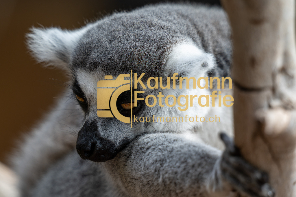 Jungle_Park_def-5367 | kaufmannfoto - Realisiert mit Pictrs.com