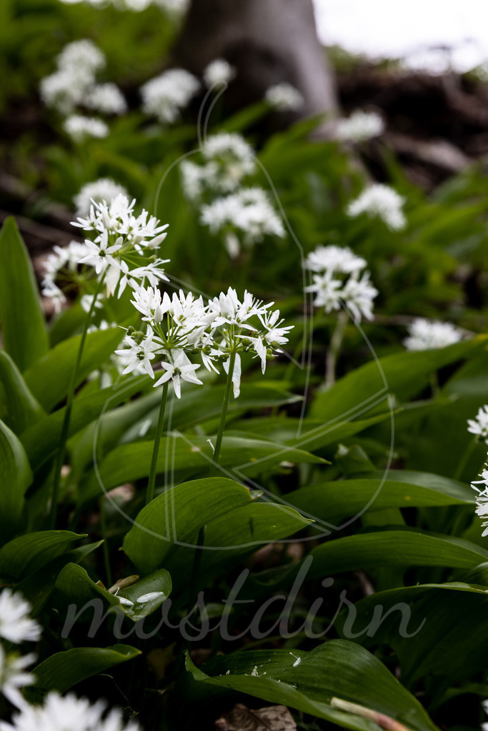 Die Bärlauchblüte | Bei Veröffentlichung des Bildes ist eine Namensnennung wie folgt erforderlich: 
Foto: Mostdirn Irmgard Wieser
 - Realisiert mit Pictrs.com