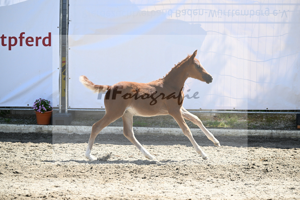Kat-Nr. 22 SF Gruendleinshof Gipfelstuermer_ZG Bentele_12230599 | hf-fotografie - Realizzato con Pictrs.com