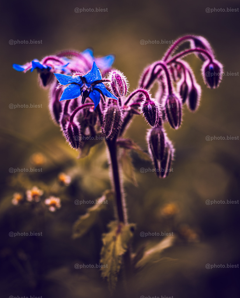 Blauer Stern | Borretsch mit blauer Blüte. - Realisiert mit Pictrs.com