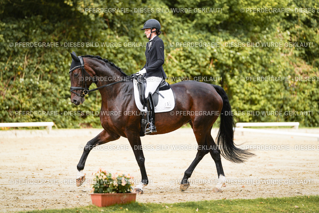 DSC01795 | Pferdegrafie