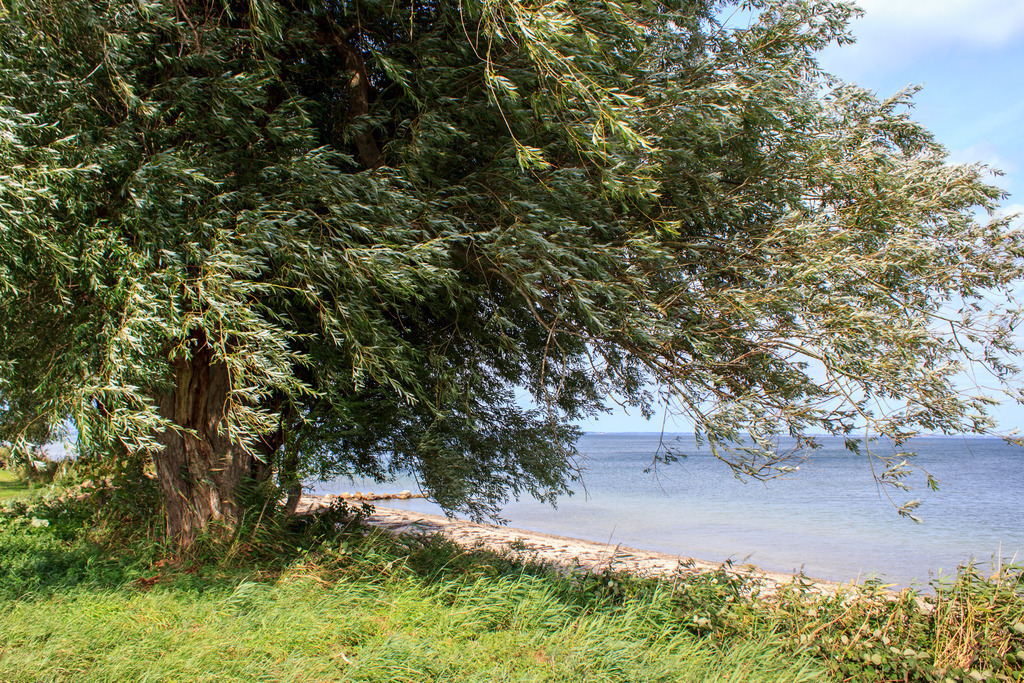 Wandbild: Baum am Strand in Norgaardholz | Dieses Wandbild im Querformat zeigt einen Baum am Strand in Norgaardholz. Durch die Zweige kann man die Ostsee im Hintergrund gut erkennen.  - Realisiert mit Pictrs.com