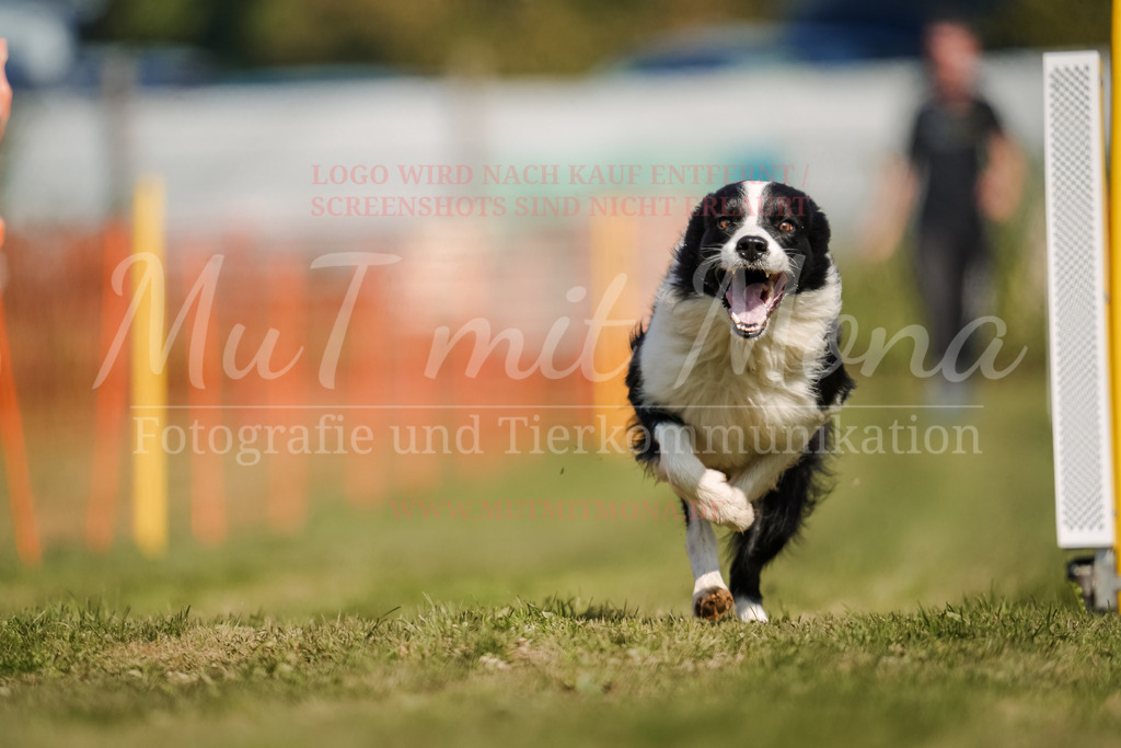 20250928_Hunderennen-588 | MuT (Mensch und Tier) mit Mona - Fotografie und Tierkommunikation - Realisiert mit Pictrs.com