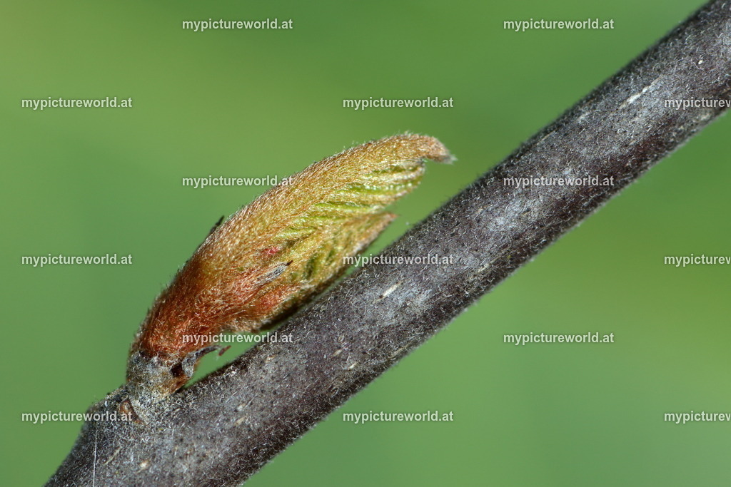 Faulbaum-006 | Das Bilderarchiv über Tiere, Planzen und Landschaften. In der Bilddatenbank finden Sie ein große Auswahl an hochwertigen Bilder für Ihre Werbung - Realisiert mit Pictrs.com