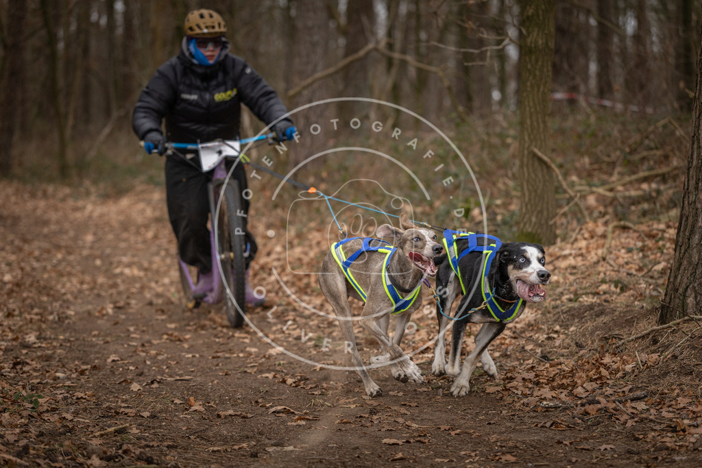 Pfotenfotografie_DV3A6691 | Hundefotografie, Tierfotograf, Pfotenfotografie, Fotoshooting Hund, Hunde Portrait, Hundesport, Hundeportraits, Heideshooting, Hunde, Sportfotograf, Hundefotograf, Turnierhundsport, THS,  - Realisiert mit Pictrs.com