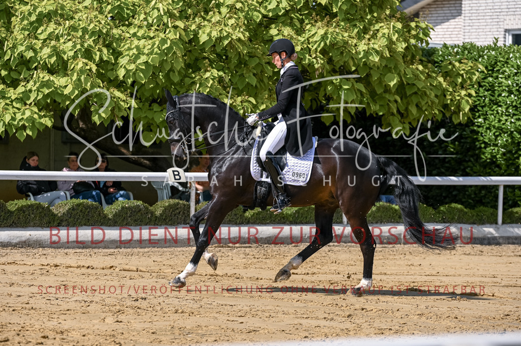 Schugtsche-Aluta25-58. Dressurprf.S1Kand.St.GeorgSpecial-152 | Schugtsche Fotografie - Realisiert mit Pictrs.com