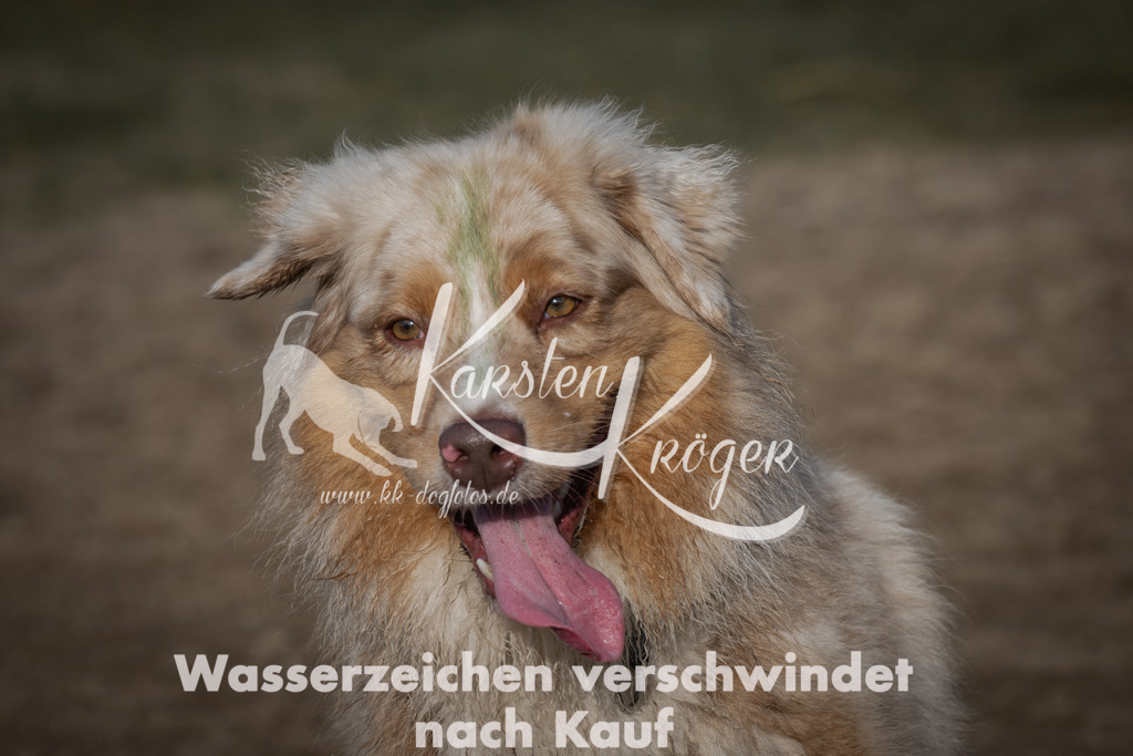 1037_ZZ98988 | kk-dogfotos