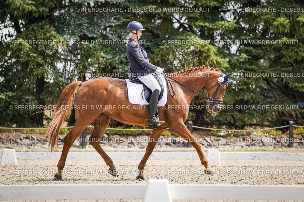 DSC00539 | Pferdegrafie