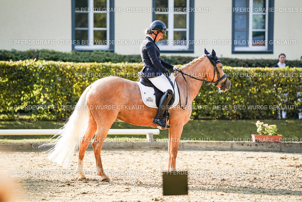 DSC05788 | Pferdegrafie