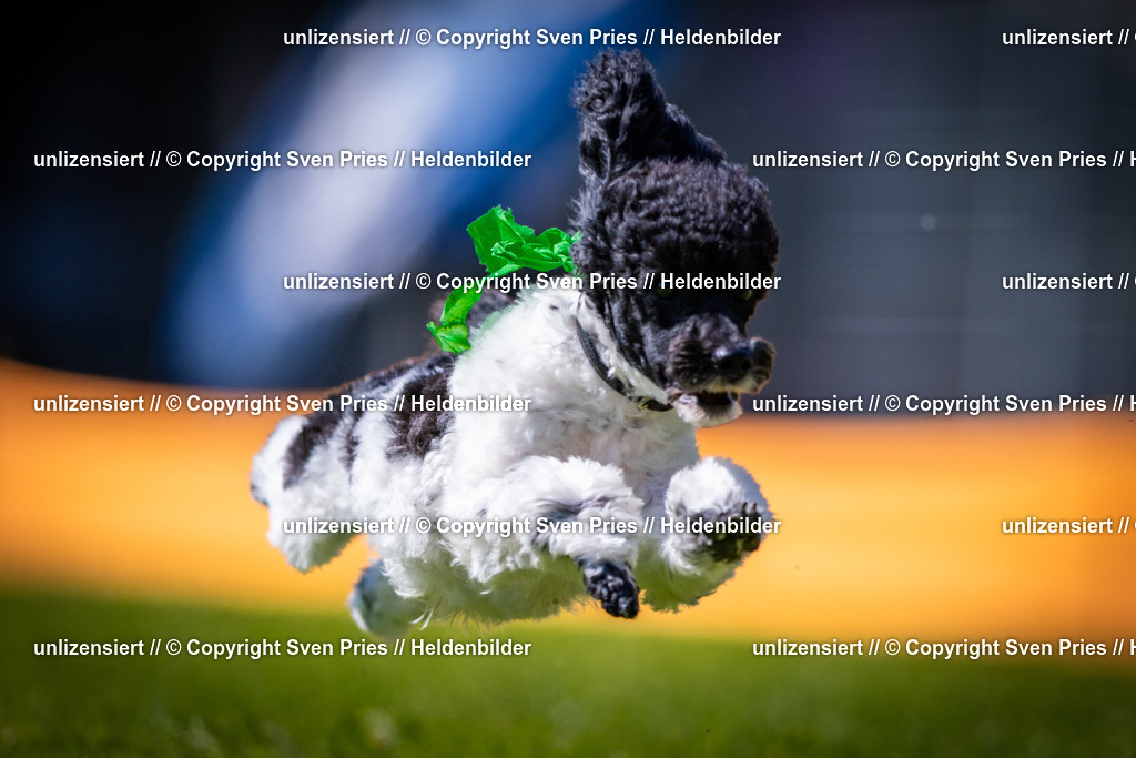 Sven Pries | 2025-08-10 - Hunderennen Durlach - Realisiert mit Pictrs.com