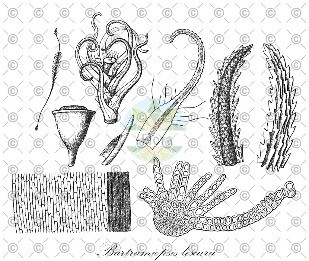HistAbb_EMP_34451_SRC_Schlechtendal_FLORAD_SIMPLE | Historische Abbildung von Bartramiopsis lescurii - Polytrichaceae | Historical Illustration of Bartramiopsis lescurii - Polytrichaceae