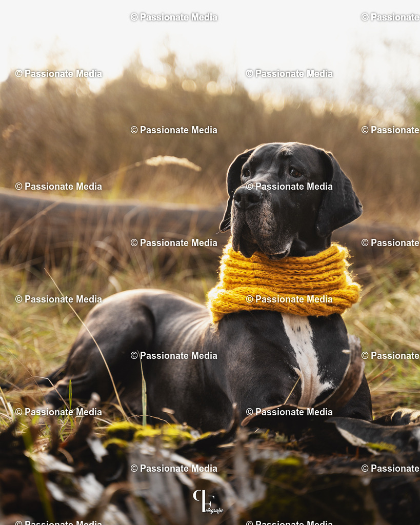 _DSC0049 | Passionate Media, dein Fotograf aus Brandenburg, Märkisch Oderland, im Bereich Motorsport, Autos und Motorräder sowie Events und auch Hunde. Shootings oder auch Eventbegleitungen können bei mir gebucht we