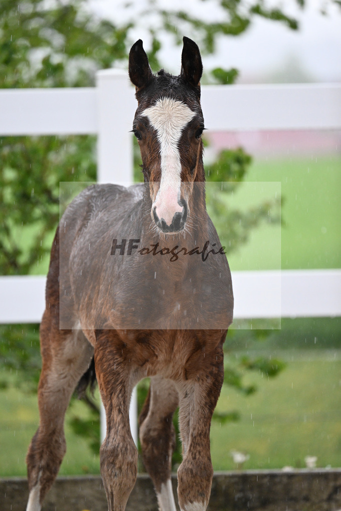 Kat-Nr. 35 HF Duplexx x Balou du Rouet_Spandl_23261287 | hf-fotografie - Realizzato con Pictrs.com