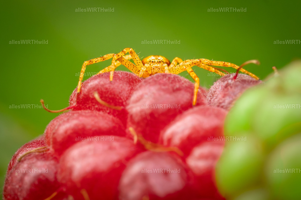 kuckuck | Entdecke die faszinierende Welt der Natur- und Wildlife-Fotografie von Daniel und Bärbel. Inspirierende Bilder von wilden Tieren und kleinen Naturwundern.