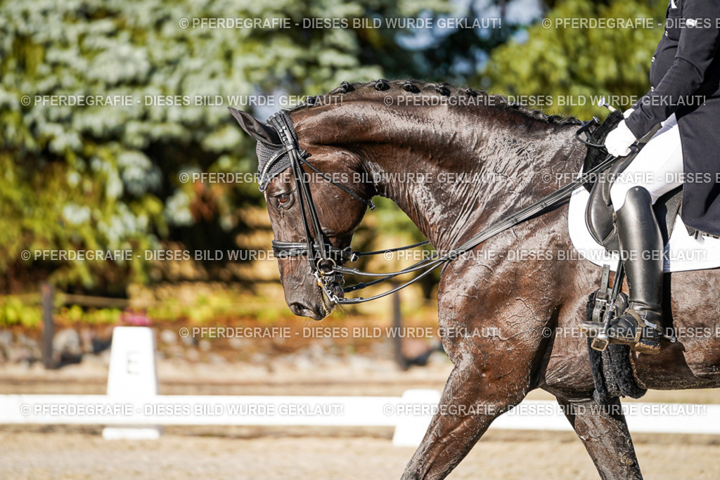 DSC00607 | Pferdegrafie