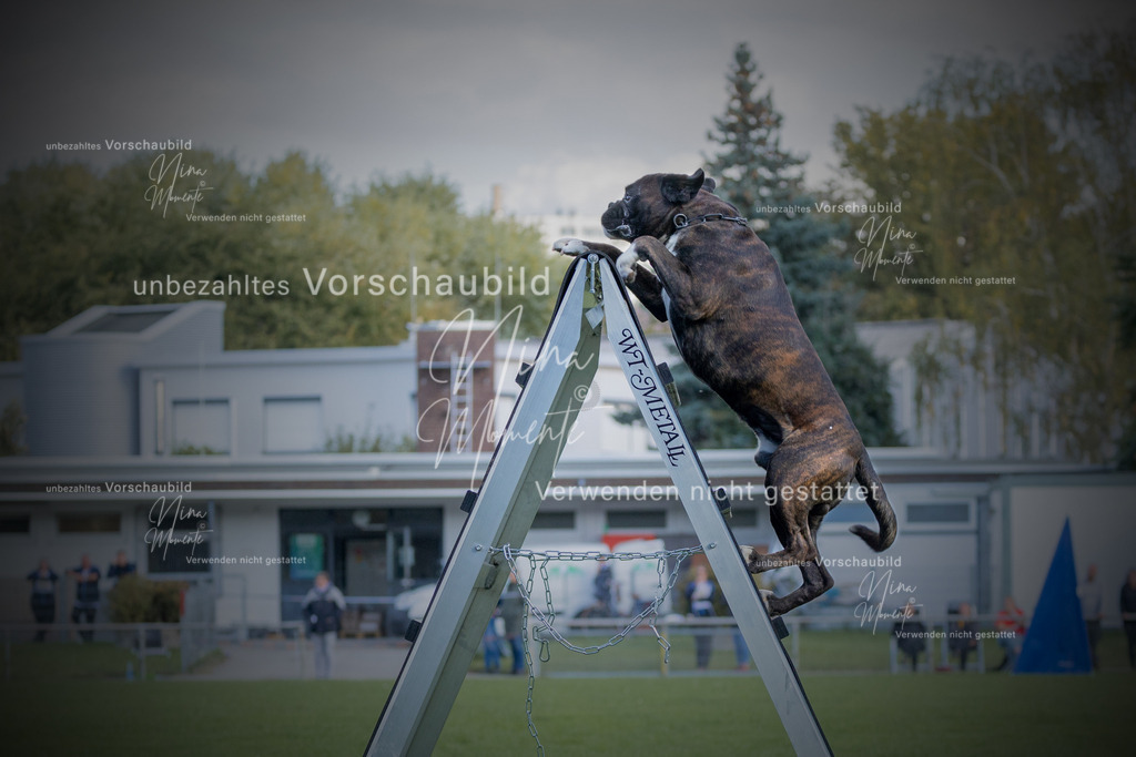 _16A5702-12 | Einzigartige Fotos von Hunden & Menschen –Actionfotos, Portraits, Vereinsaufnahmen & Paarshootings – authentisch, lebendig & mit Herz.