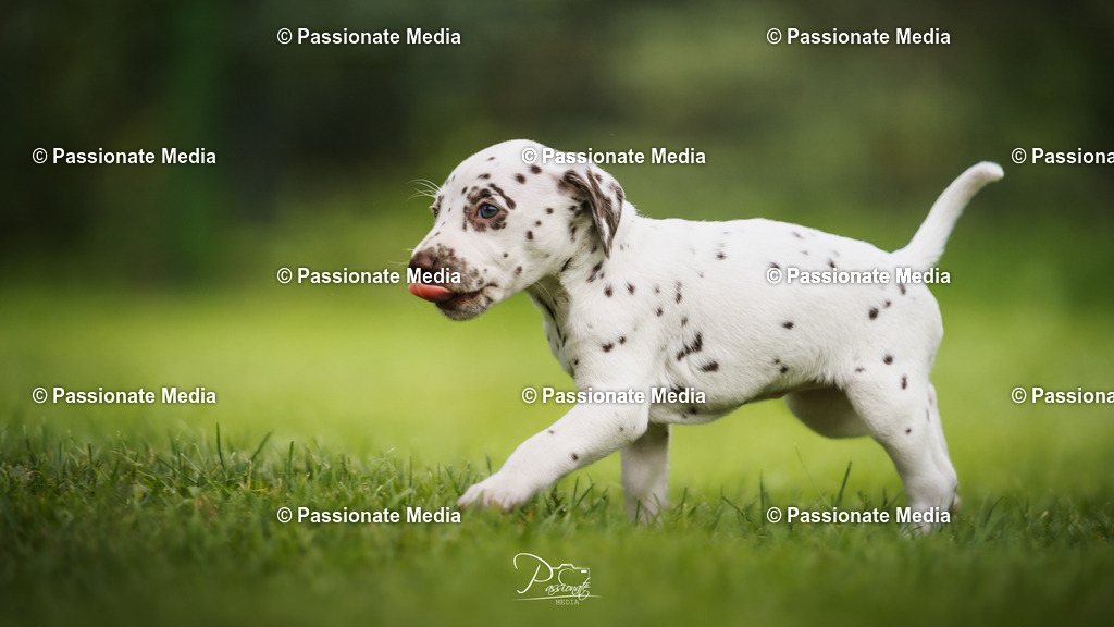 DSC04969 | Passionate Media, dein Fotograf aus Brandenburg, Märkisch Oderland, im Bereich Motorsport, Autos und Motorräder sowie Events und auch Hunde. Shootings oder auch Eventbegleitungen können bei mir gebucht we