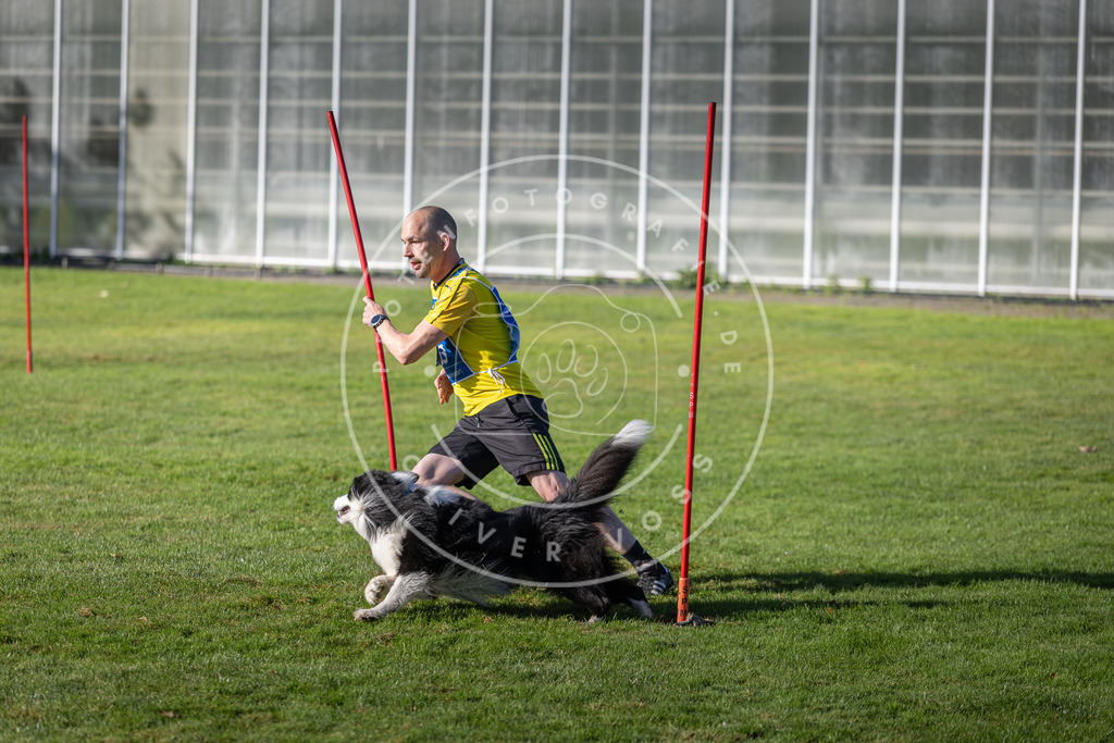 Pfotenfotografie.de_DV3A3466 | Hundefotografie, Tierfotograf, Pfotenfotografie, Fotoshooting Hund, Hunde Portrait, Hundesport, Hundeportraits, Heideshooting, Hunde, Sportfotograf, Hundefotograf, Turnierhundsport, THS, canicross - Realisiert mit Pictrs.com