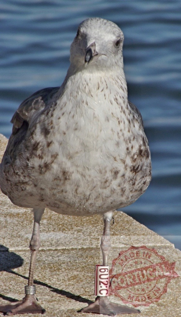Seagull standing on pier showing tracking band | Seagull standing on a pier showing a bird band on its leg for tracking wildlife - Realized with Pictrs.com