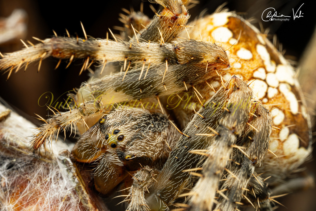 ULMA 55 | Christian Vulin  - Realisiert mit Pictrs.com