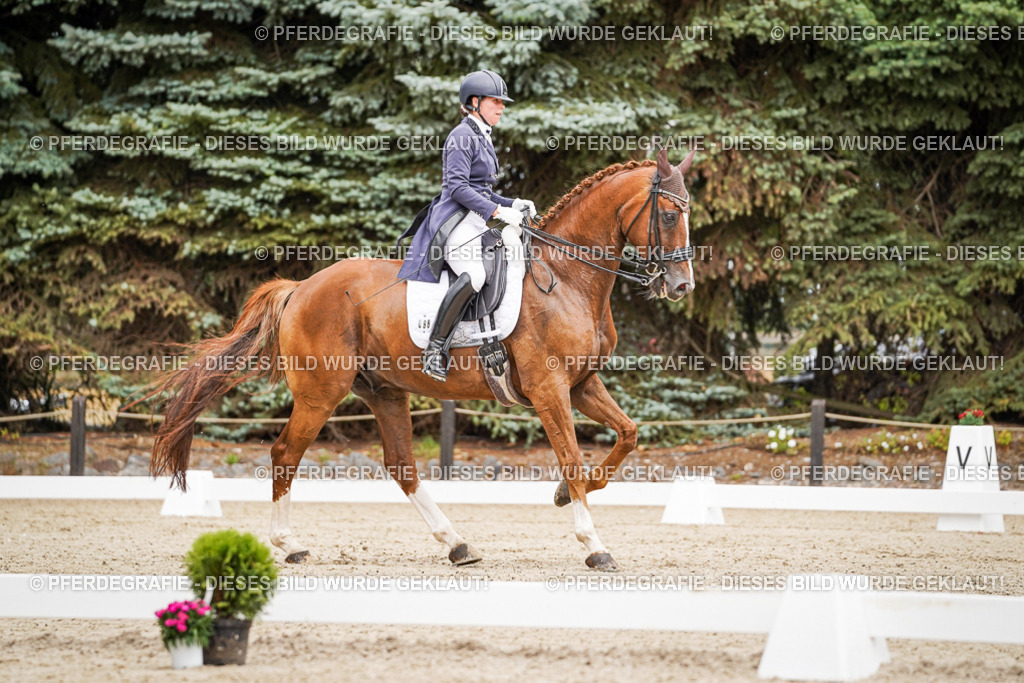 DSC04949 | Pferdegrafie