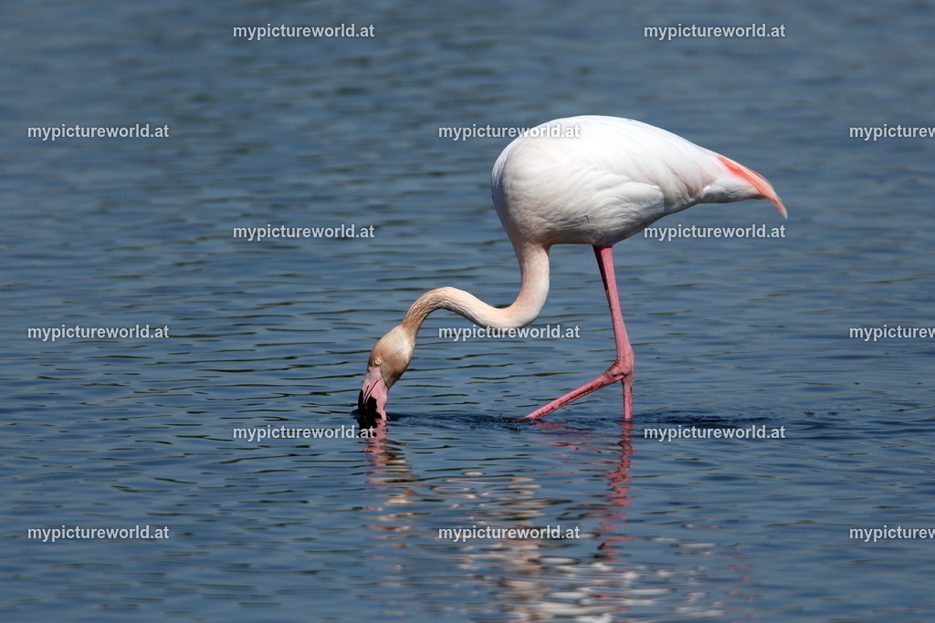 Rosaflamingo-078 | Das Bilderarchiv über Tiere, Planzen und Landschaften. In der Bilddatenbank finden Sie ein große Auswahl an hochwertigen Bilder für Ihre Werbung - Realisiert mit Pictrs.com