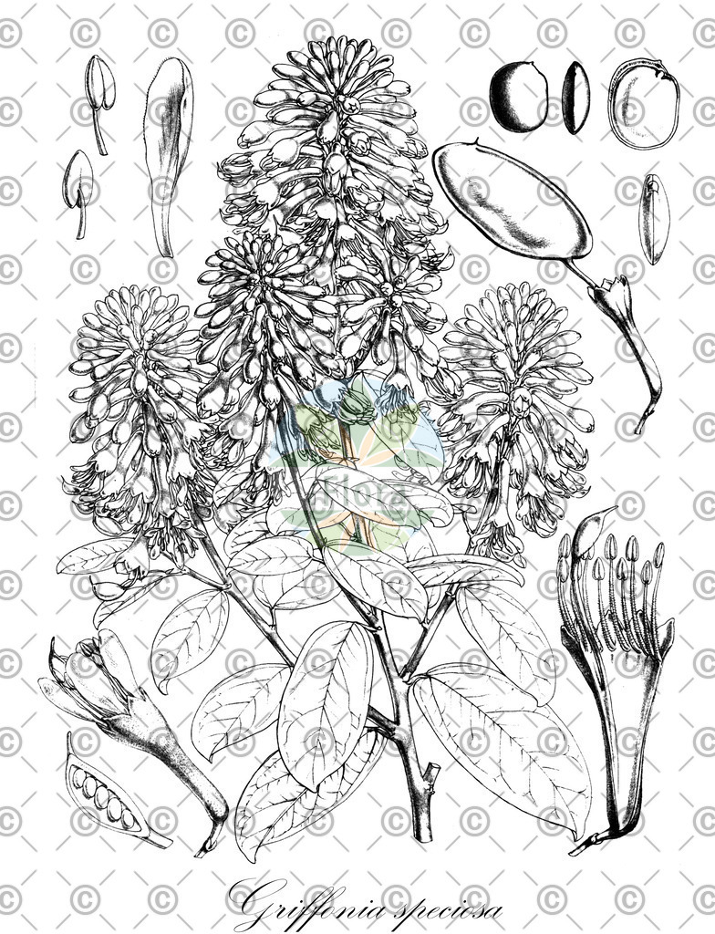 HistAbb_wfo-0001173636_1_ENZY_Simple | Historische Abbildung von Griffonia speciosa - Fabaceae | Historical Illustration of Griffonia speciosa - Fabaceae