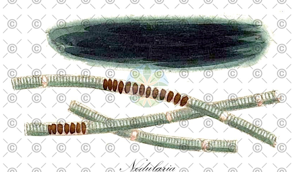 HistAbb_64N5_1_ENZY_Simple | Historische Abbildung von Nodularia - Microchaetaceae (0) | Historical Illustration of Nodularia - Microchaetaceae (0)