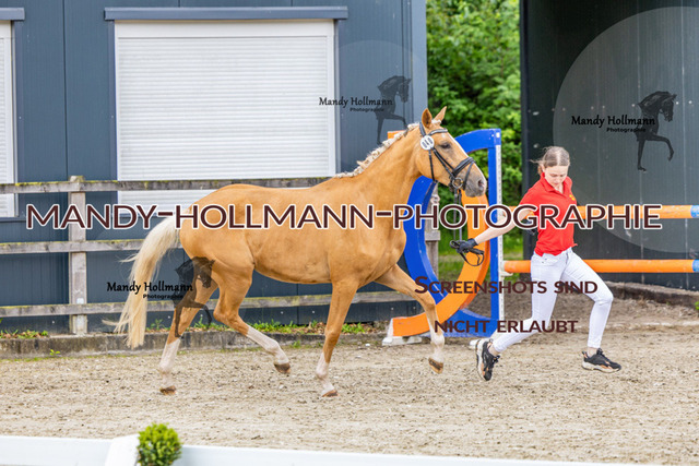 25-6 BSS H Reitponys 40 (17) | mandyhollmannphotographie