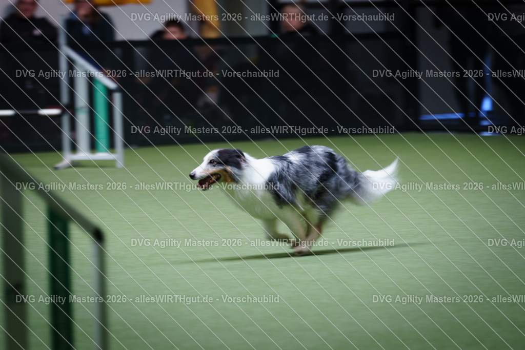 allesWIRTHgut_Tierfotografie-DVG_Agility_Masters_2026-15_01-7R505929 | Professionelle Tierfotografie in Mönchengladbach von Daniel Wirth (allesWIRTHgut). Liebevolle & natürliche Bilder von Hunden & Katzen für unvergessliche Erinnerungen.