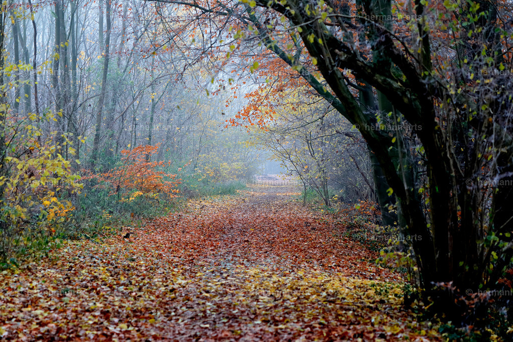 Bentlage_Fine-ART-027 | Photo Foto Kunst Art schwarzweiss Bilder Rheine Münster Berlin Blumen 