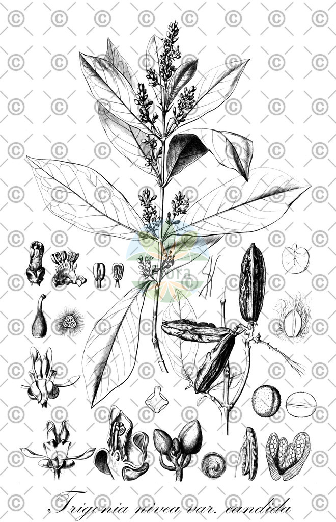 HistAbb_wfo-0000328270_1_ENZY_Simple | Historische Abbildung von Trigonia nivea var. candida - Trigoniaceae | Historical Illustration of Trigonia nivea var. candida - Trigoniaceae