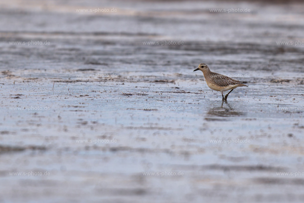 Der Kiebitzregenpfeifer | ein wunderschönes, und sehr scheues Tier - Realisiert mit Pictrs.com