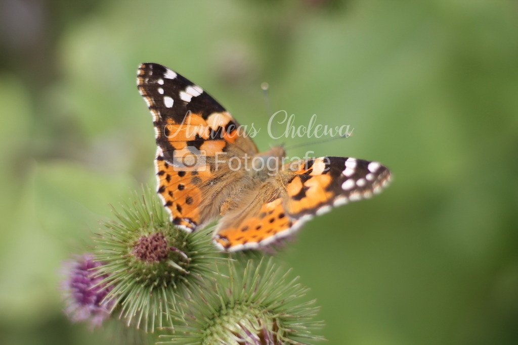 Der Kleine Fuchs | Der Onlineshop für malerische Fotografien aus dem Landkreis Vechta✅ Premium Druck auf Leinwand✅ Acryl✅ oder Alu-Dibond✅➤Jetzt Bestellen! - Realisiert mit Pictrs.com