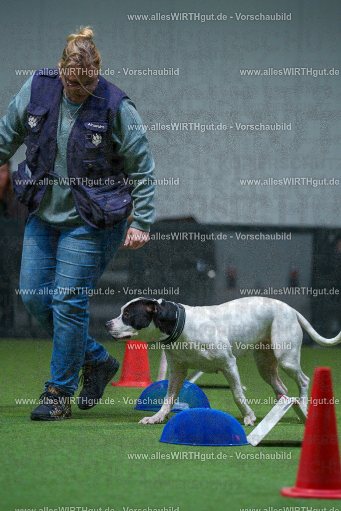 7R502987 | Professionelle Tierfotografie in Mönchengladbach von Daniel Wirth (allesWIRTHgut). Liebevolle & natürliche Bilder von Hunden & Katzen für unvergessliche Erinnerungen.