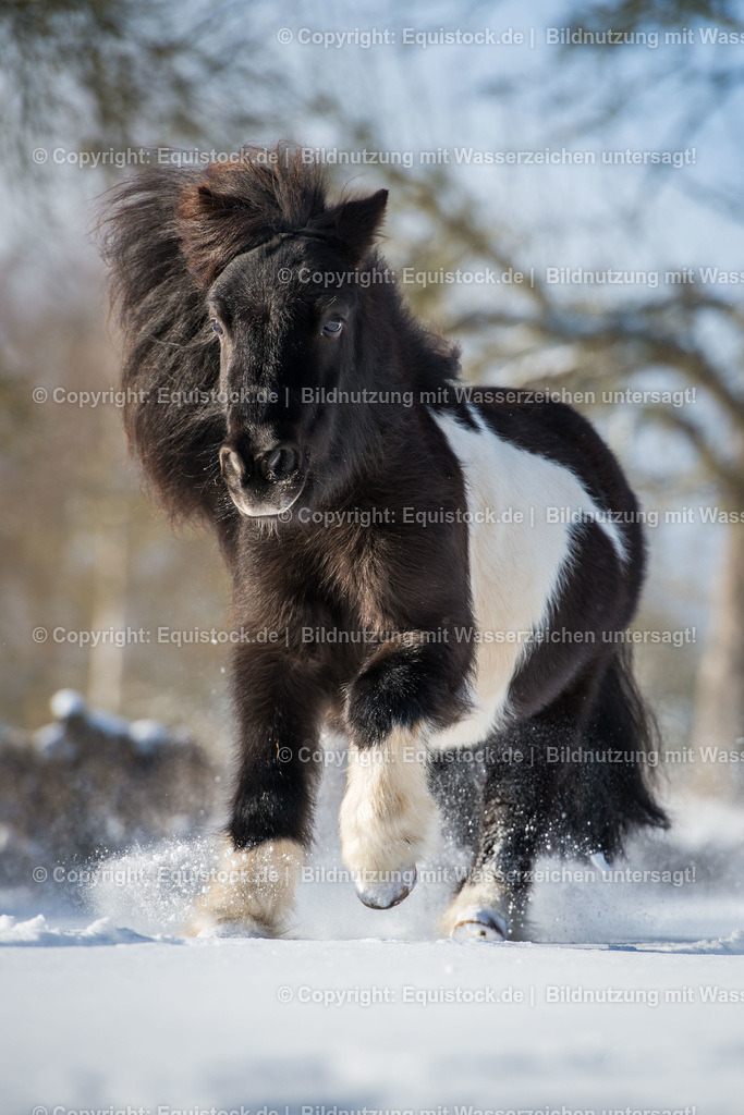 20160117_Goppierendes_Pony_im_Schnee_0002 | equistock