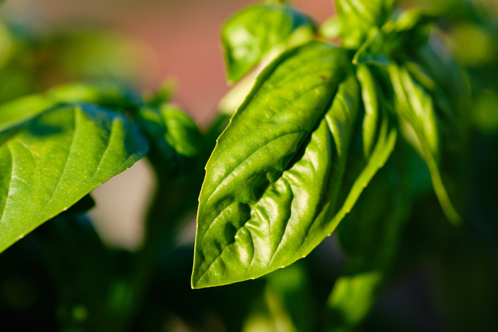 Basilikum im Abendlicht | Austria - July 02, 2022: Basilikum im Abendlicht. - Realisiert mit Pictrs.com