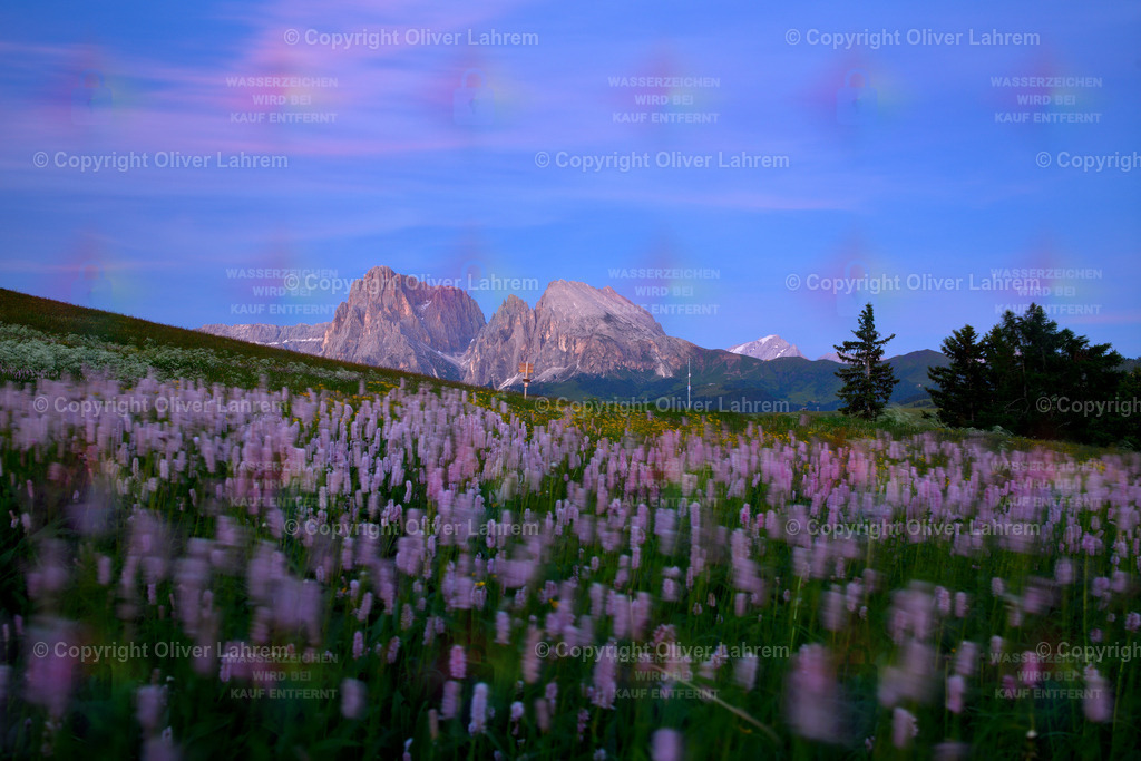 Blaue Stunde auf der Seiser Alm | Der Lang- und Plattkofel ragen zur Blauen Stunde neben der Sella in den Blauen Abendhimmel und im Vordergrung bewegen die Knöterichblüten in einer Wiese im Wind.