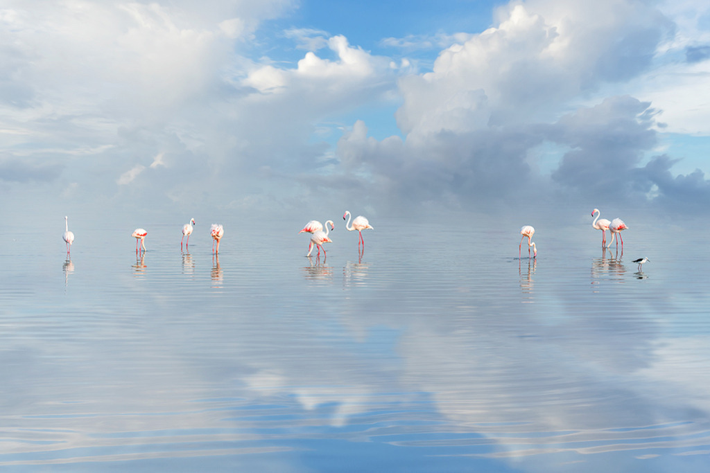 Flamingos | Kenia | Premium-Wandbild von justsomewhere.com: Eine künstlerische Komposition mit einer Gruppe von Flamingos, die sich auf einer spiegelglatten Wasseroberfläche unter einem weiten Wolkenhimmel in Kenia reflektieren. - Realisiert mit Pictrs.com