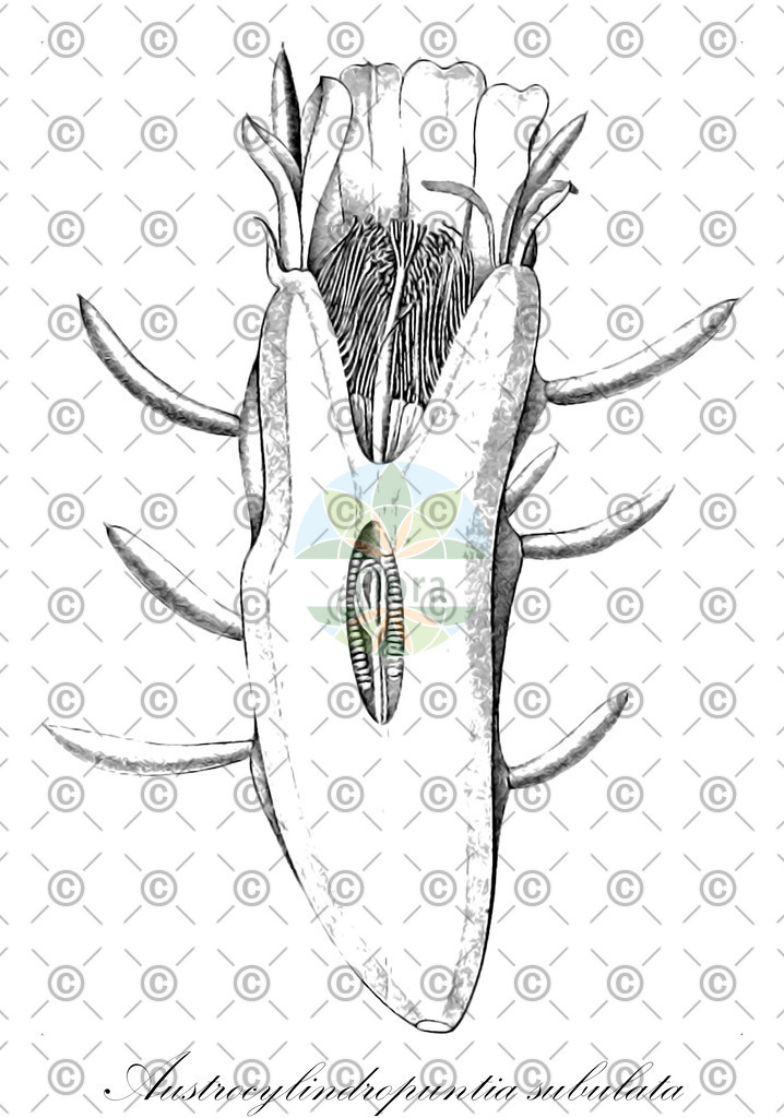 HistAbb_wfo-0000557358_2_ENZY_Simple | Historische Abbildung von Austrocylindropuntia subulata - Cactaceae | Historical Illustration of Austrocylindropuntia subulata - Cactaceae