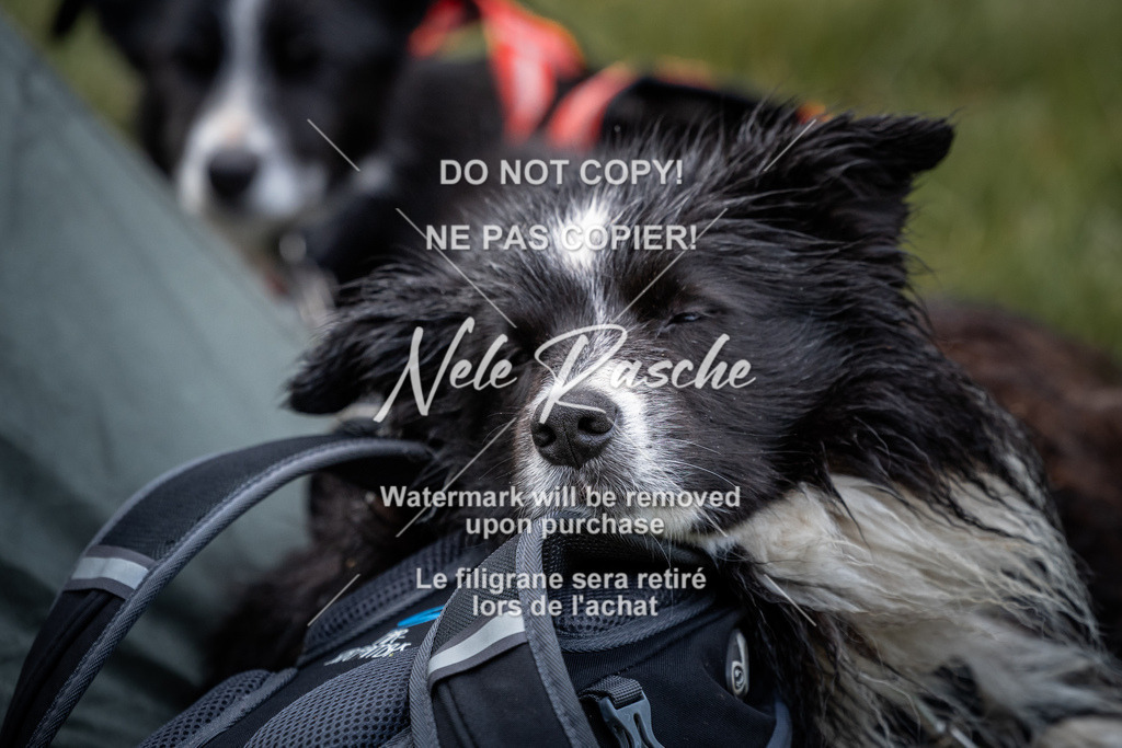 nelerasche_SaAbends_528 | nelerasche