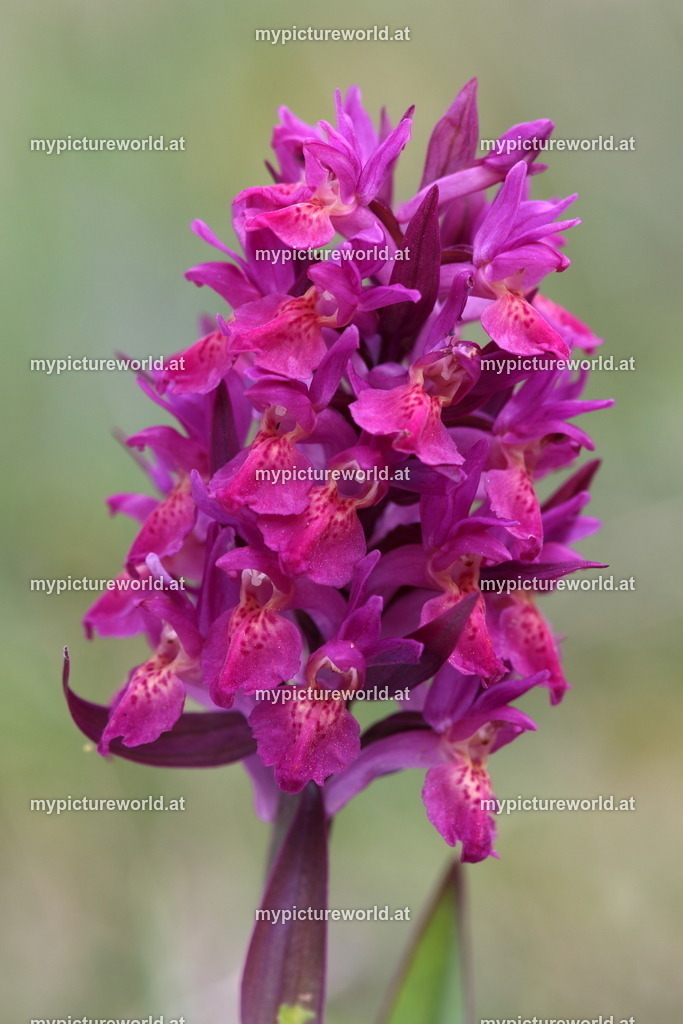 Holunder-Knabenkraut-001 | Das Bilderarchiv über Tiere, Planzen und Landschaften. In der Bilddatenbank finden Sie ein große Auswahl an hochwertigen Bilder für Ihre Werbung - Realisiert mit Pictrs.com