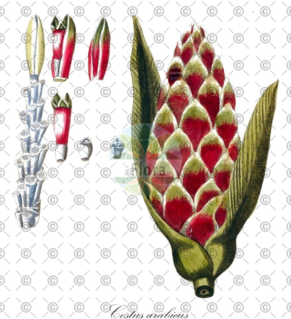 HistAbb_EMP_7001555_SRC_Schlechtendal_FLORAD_SIMPLE | Historische Abbildung von Costus arabicus - Costaceae | Historical Illustration of Costus arabicus - Costaceae