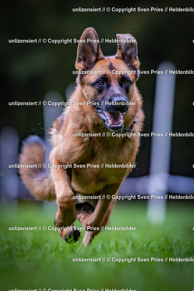 Sven Pries | 2024-10-19 - Hunderennen Ober-Grombach - Realisiert mit Pictrs.com