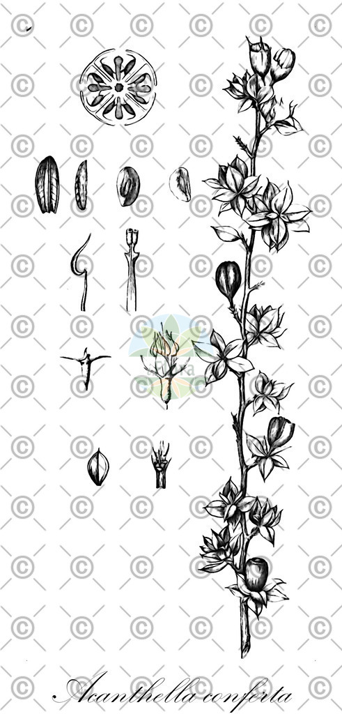 HistAbb_wfo-0001078943_1_ENZY_Simple | Historische Abbildung von Acanthella conferta - Melastomataceae | Historical Illustration of Acanthella conferta - Melastomataceae